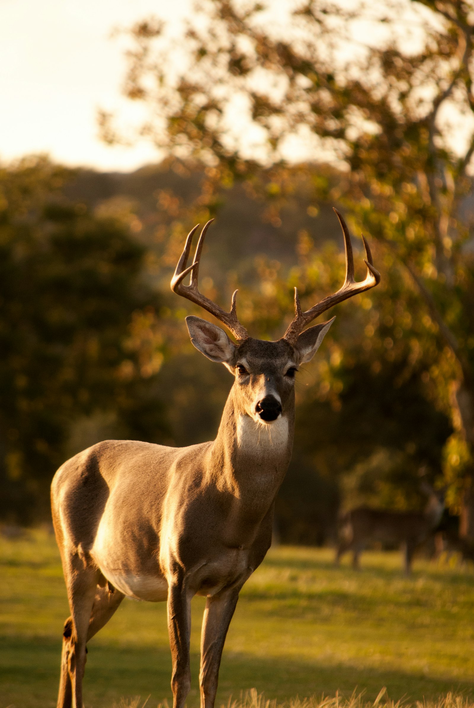Coues Deer in Northern Mexico: The Hunter's Guide
